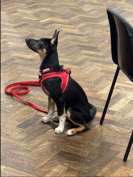 Halti Training leads