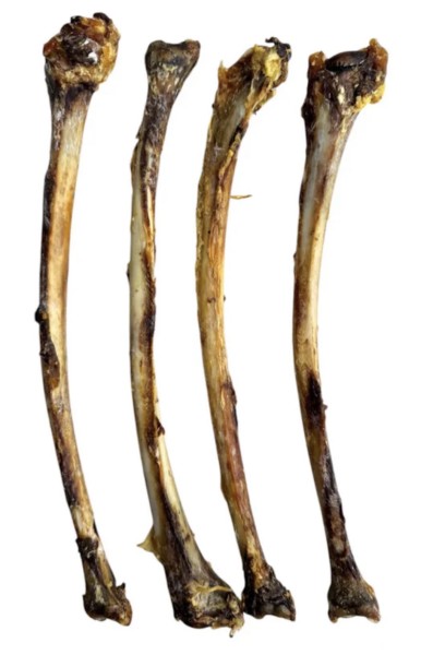 Ostrich wing bone